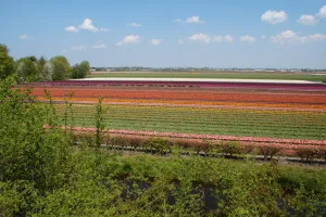 2016-05-Keukenhof-006