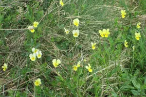 2018-04-Plombieres-011