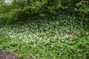 2018-04-Plombieres-012