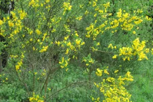 2018-04-Plombieres-018