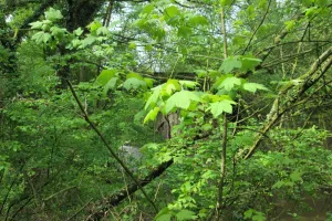 2018-04-Plombieres-024